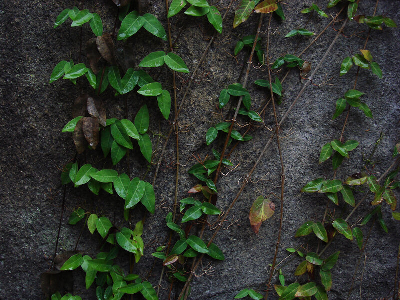 green vines on stone wall