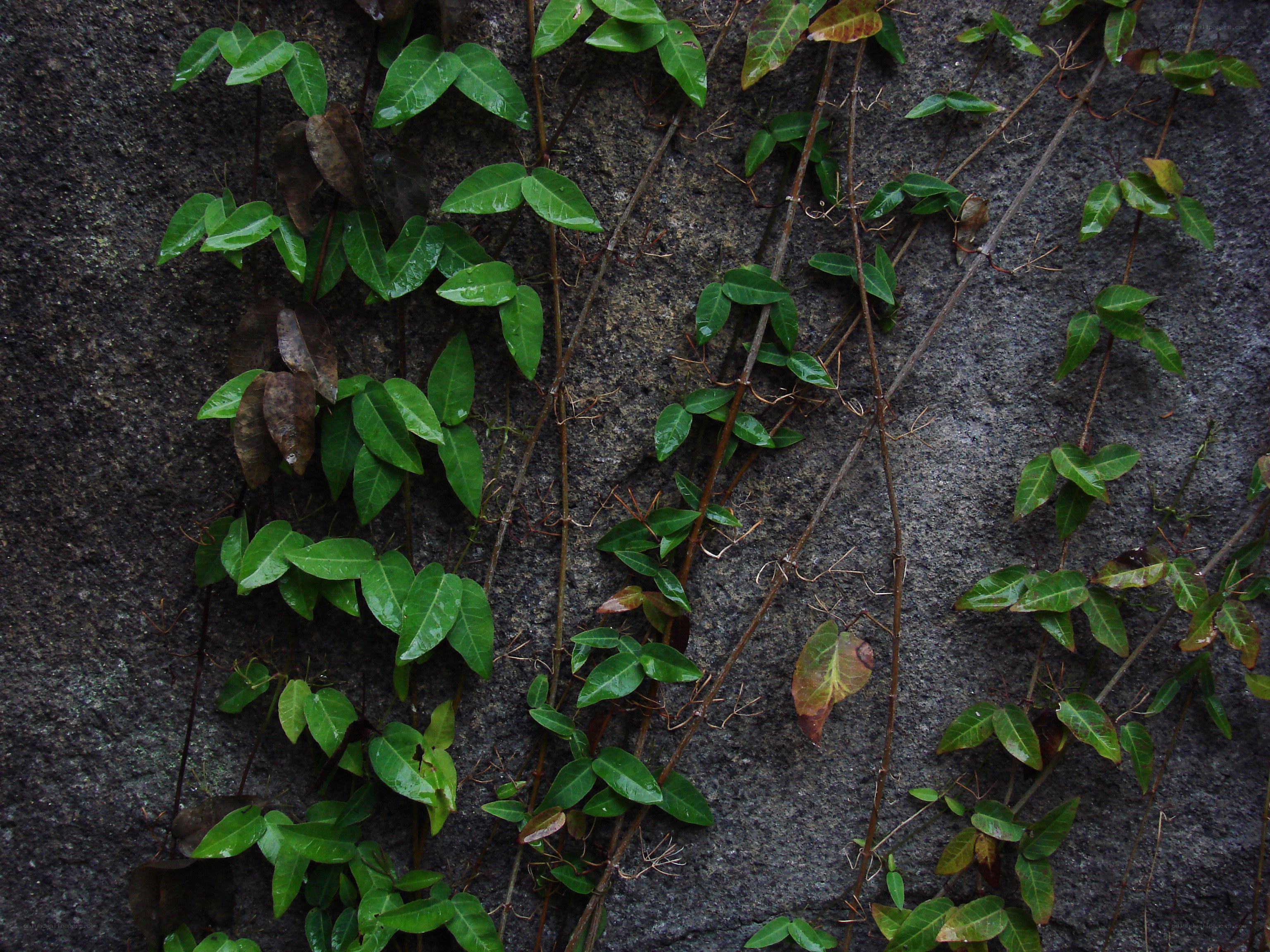 green vines on stone wall