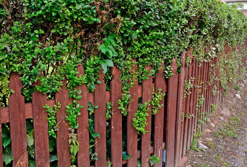 Green Vines on Wooden Fence