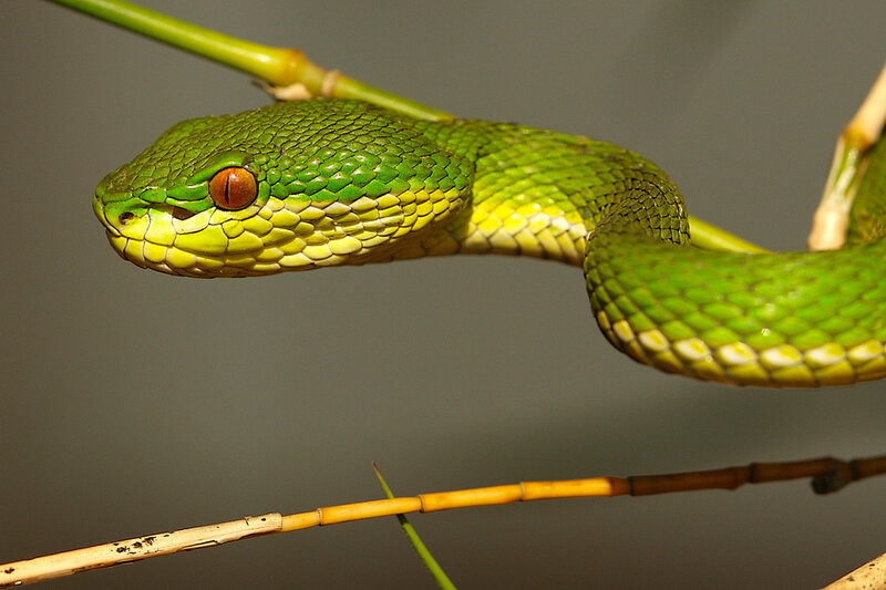 green viper on a branch