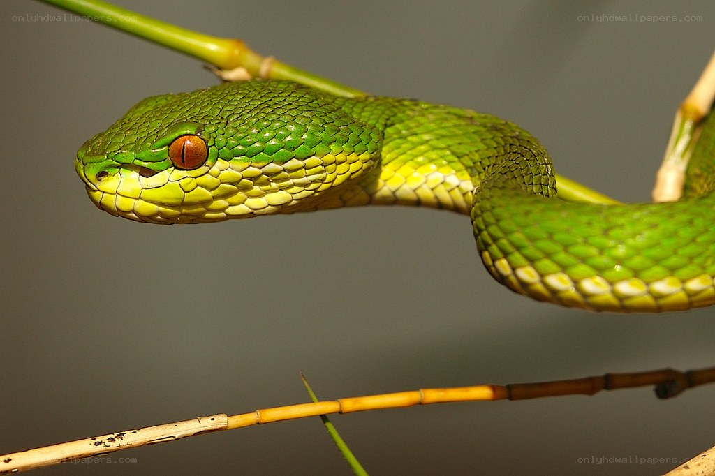 green viper on a branch