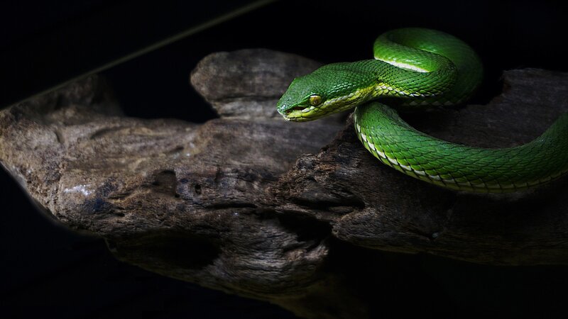 Green Viper on Log
