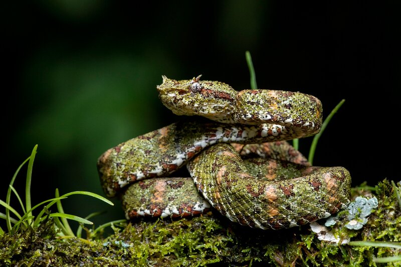Green Viper on Moss