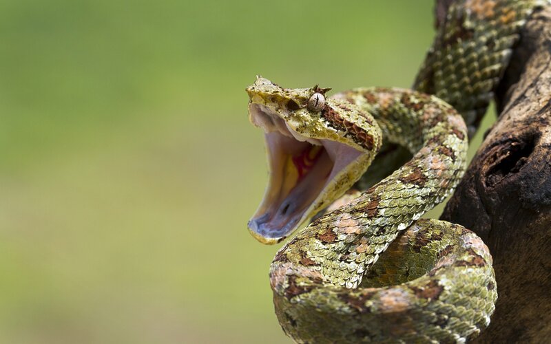 Green Viper Snake — Aggressive