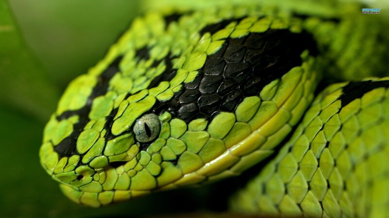 Green Viper Snake — Alert, Photograph, Eye, Scales
