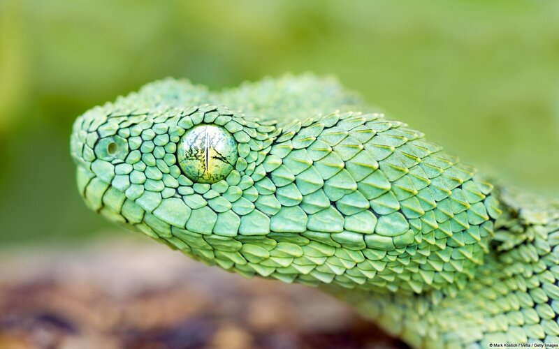 Green Viper Snake — Alert, Photograph, Eye