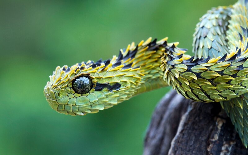 Green Viper Snake — Alert, Photograph