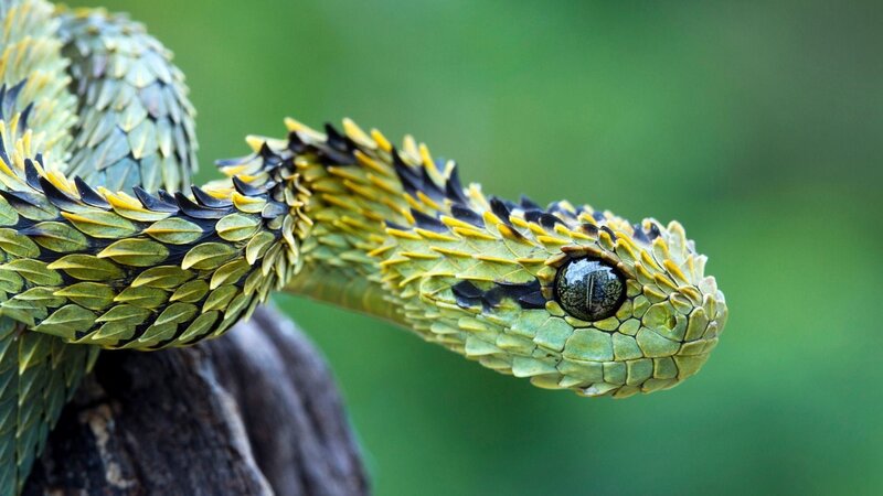 Green Viper Snake — Alert, Photograph, Tree Bark, Eyes