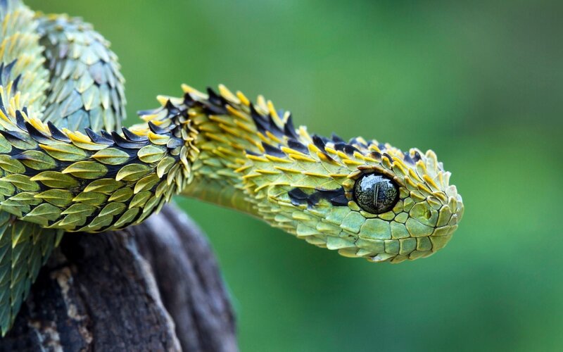 Green Viper Snake — Alert, Photograph, Tree Bark, Forest