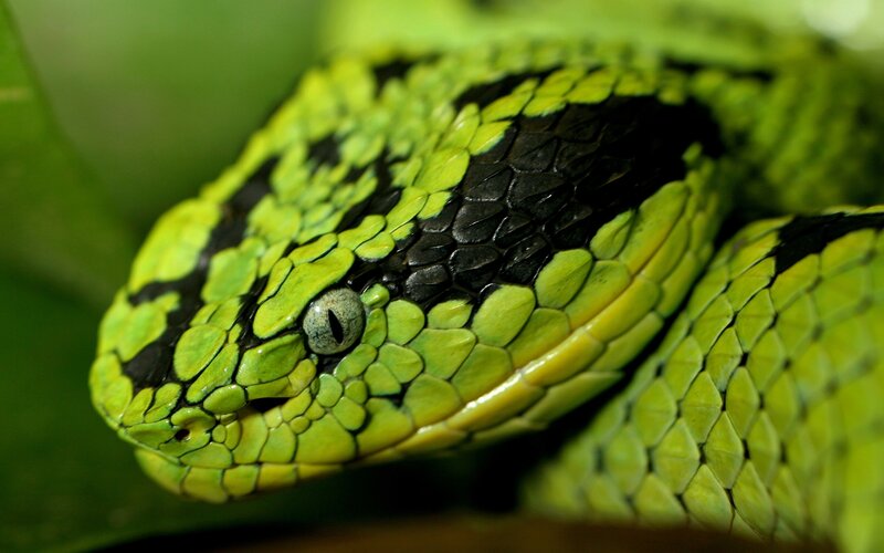 Green Viper Snake — Alert
