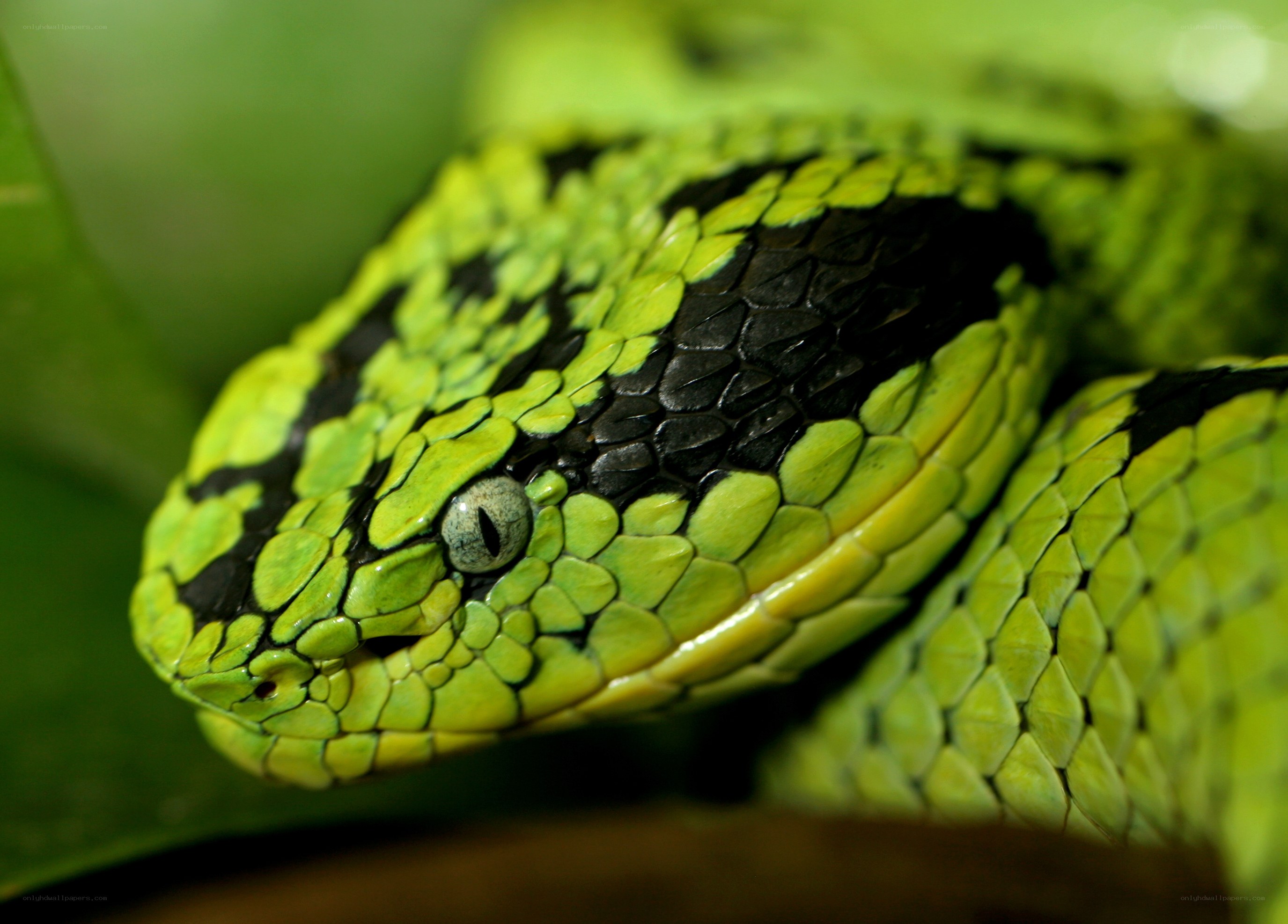 green viper snake close-up