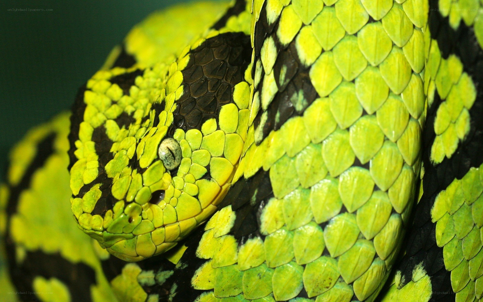 green viper snake close-up