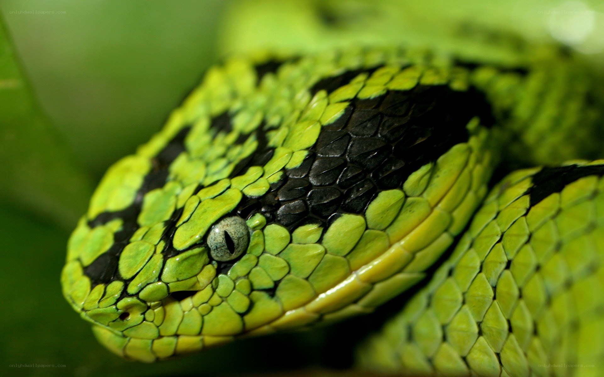 green viper snake close-up