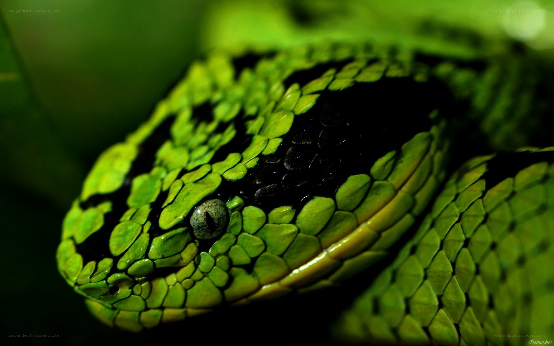 green viper snake close-up