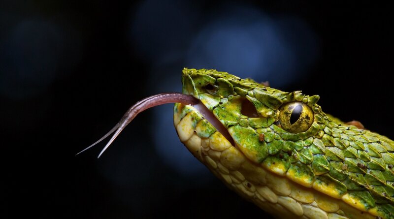 Green Viper Snake — Dramatic, Photograph