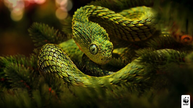 Green Viper Snake — Dramatic
