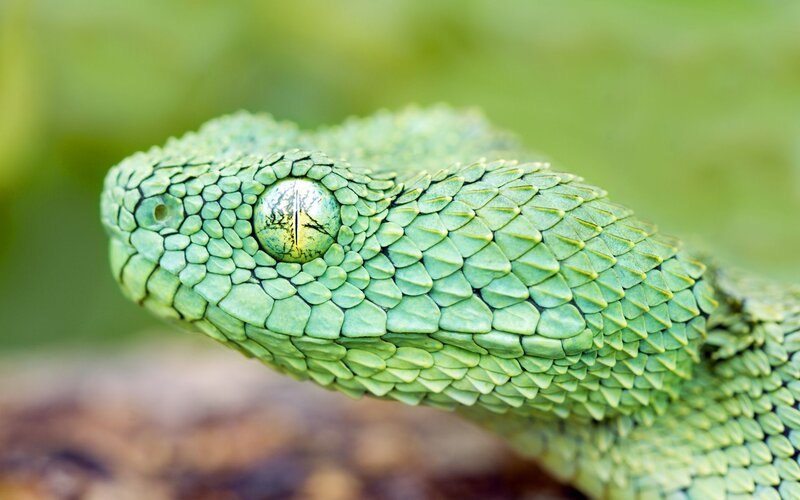 Green Viper Snake — Natural