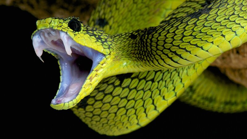Green Viper Snake — Yellow