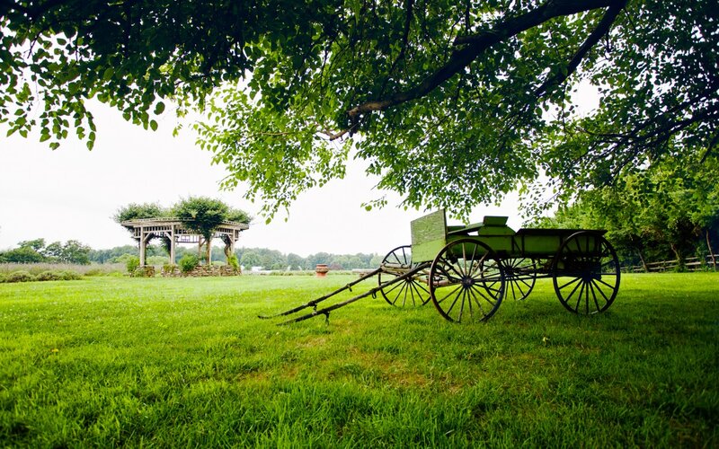 Green Wagon in Field