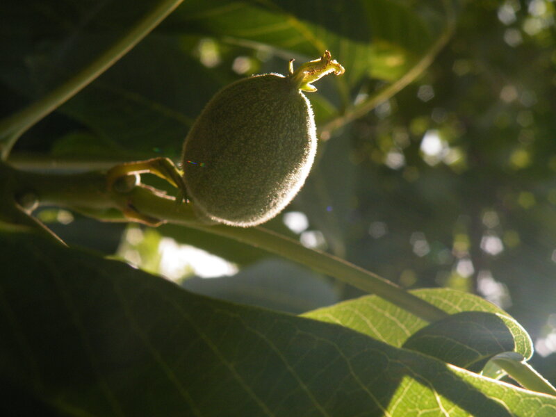 Green Walnut Fruit