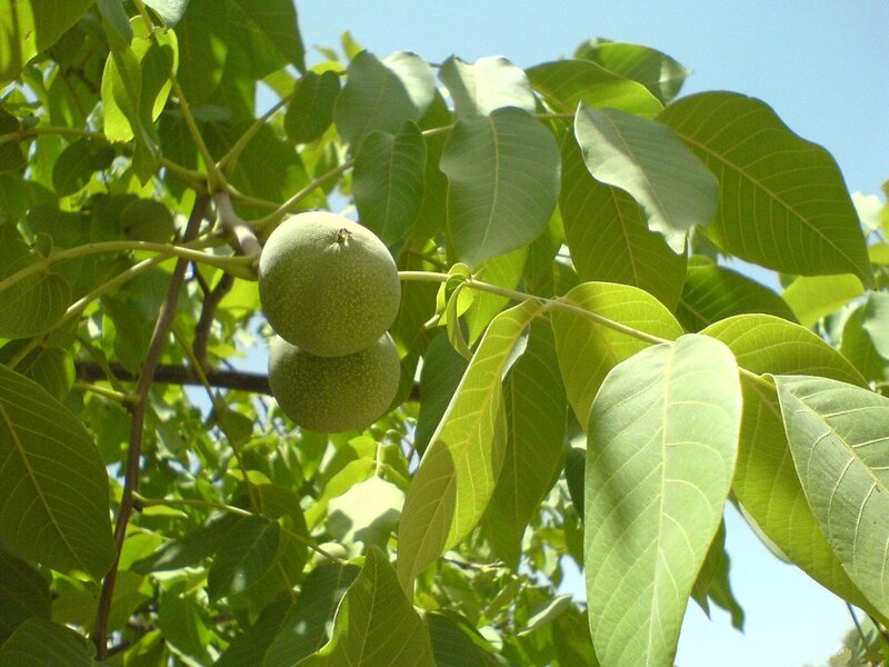 green walnuts on a tree