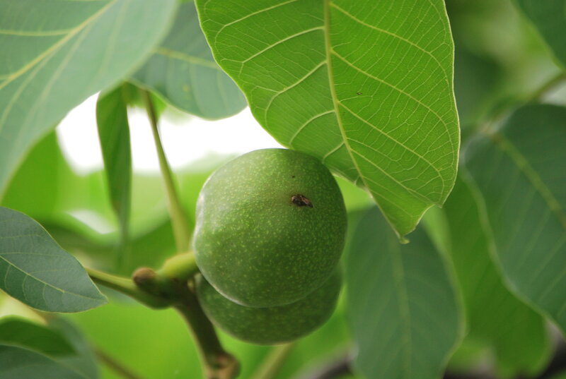 Green Walnuts on Branch