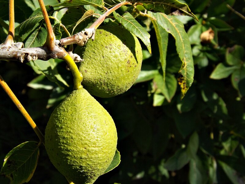 Green Walnuts on Tree