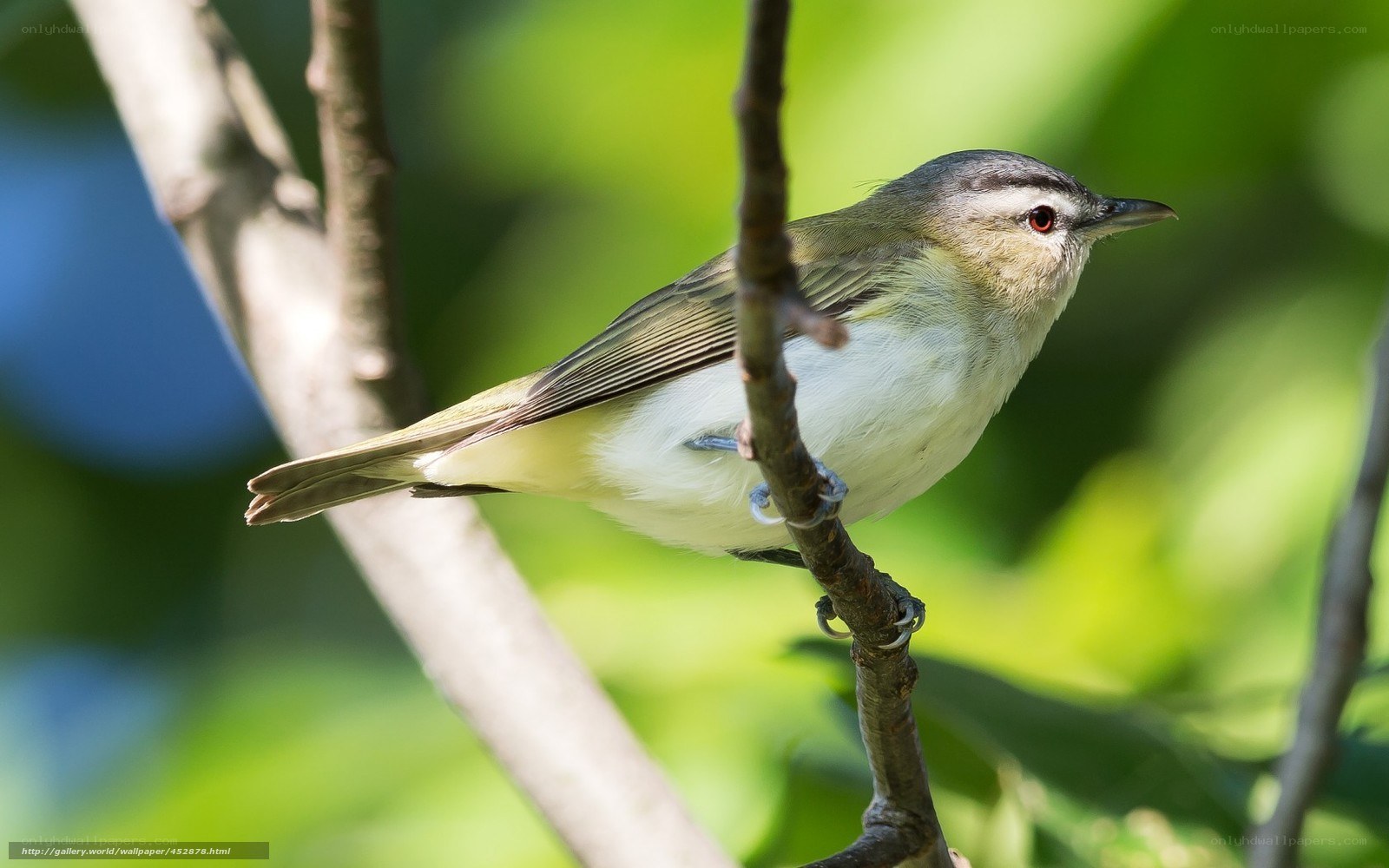 green warbler on a branch