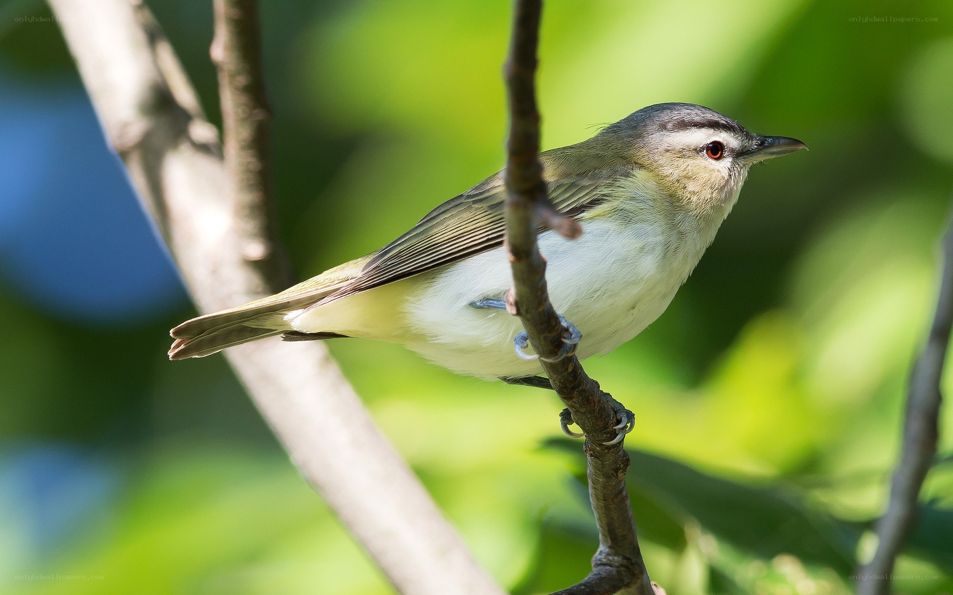green warbler on a branch