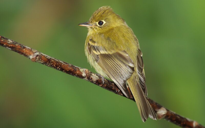 green warbler on a branch