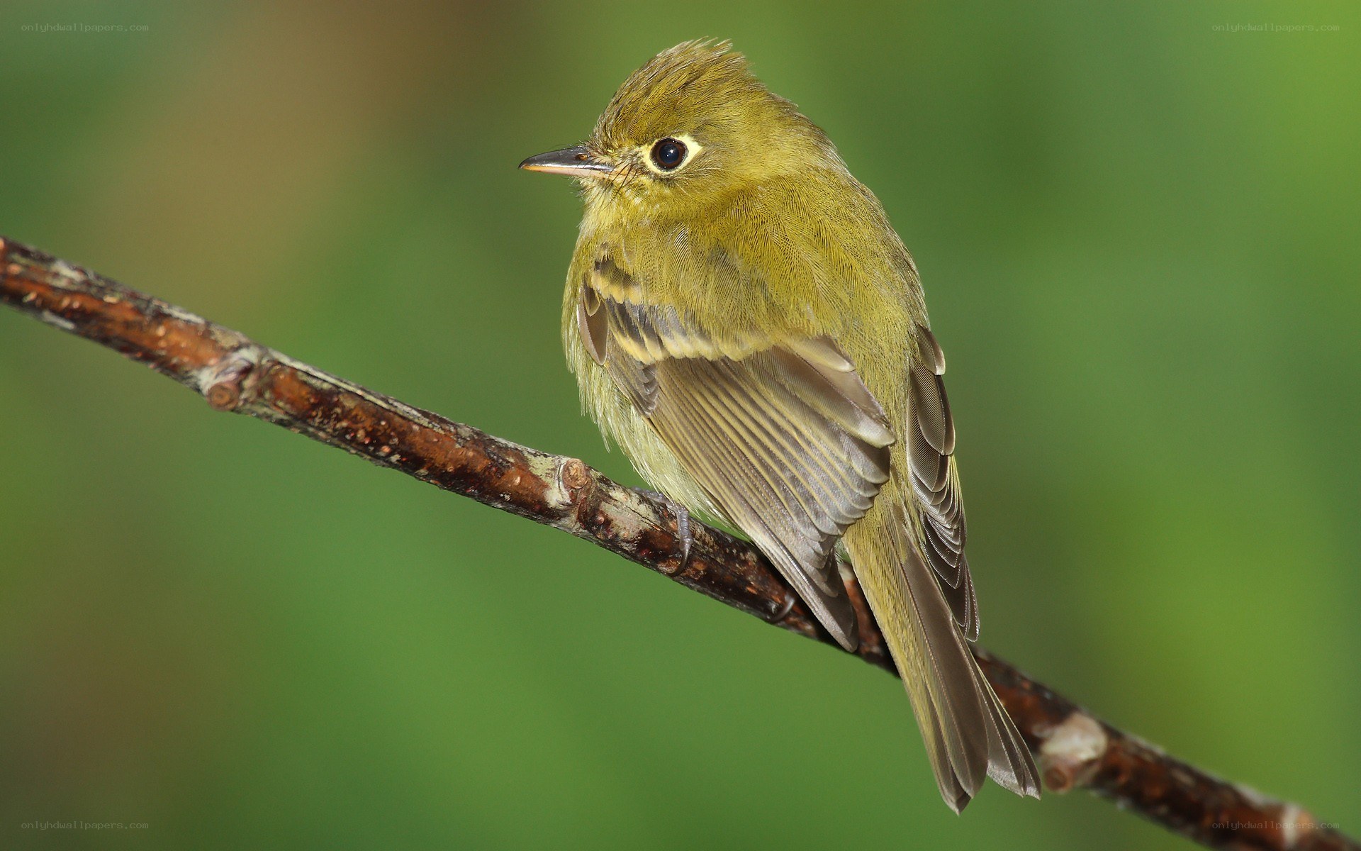 green warbler on a branch