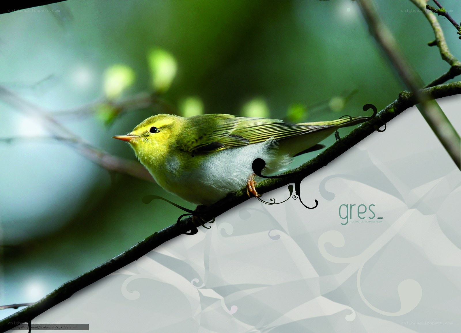 green warbler on a branch