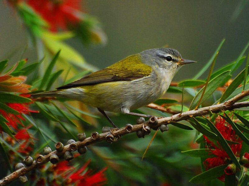 Green Warbler on Branch — Natural