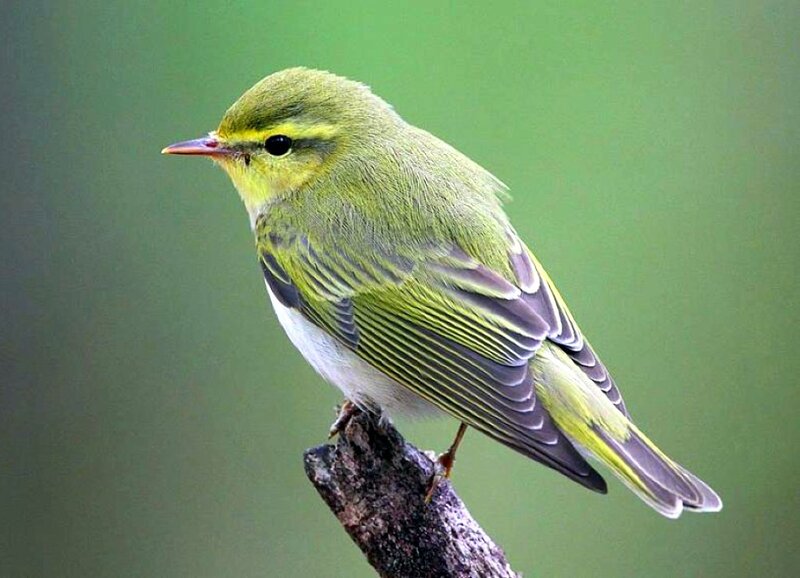 Green Warbler on Branch