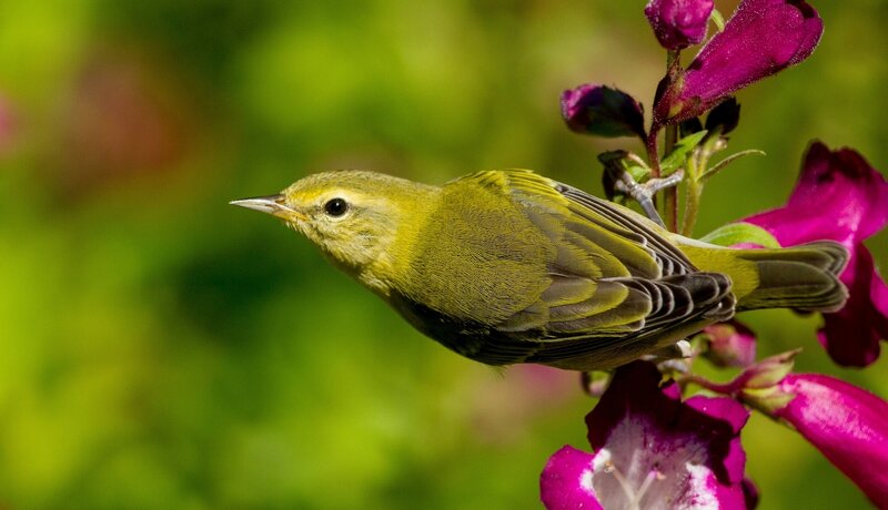 Green Warbler on Flower