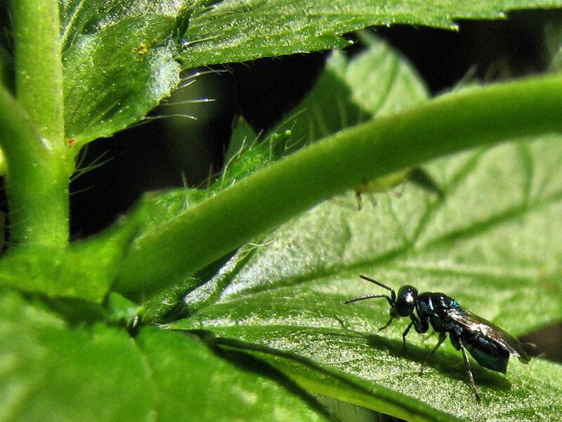 Green Wasp on Leaf