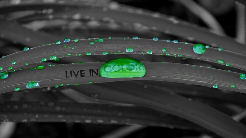 Green Water Droplets on Leaf — Serene