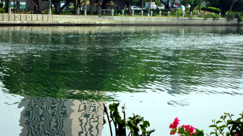 Green Water Reflecting Trees