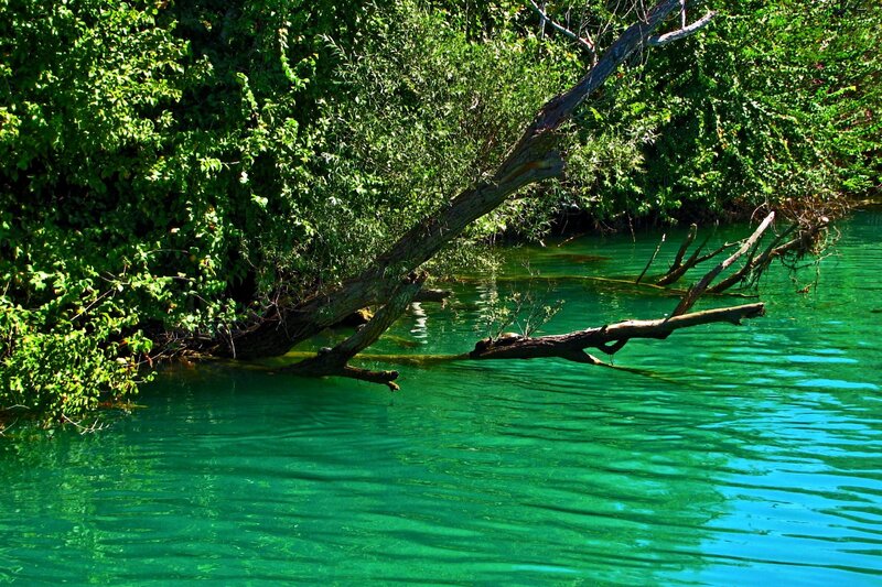 Green water with fallen tree