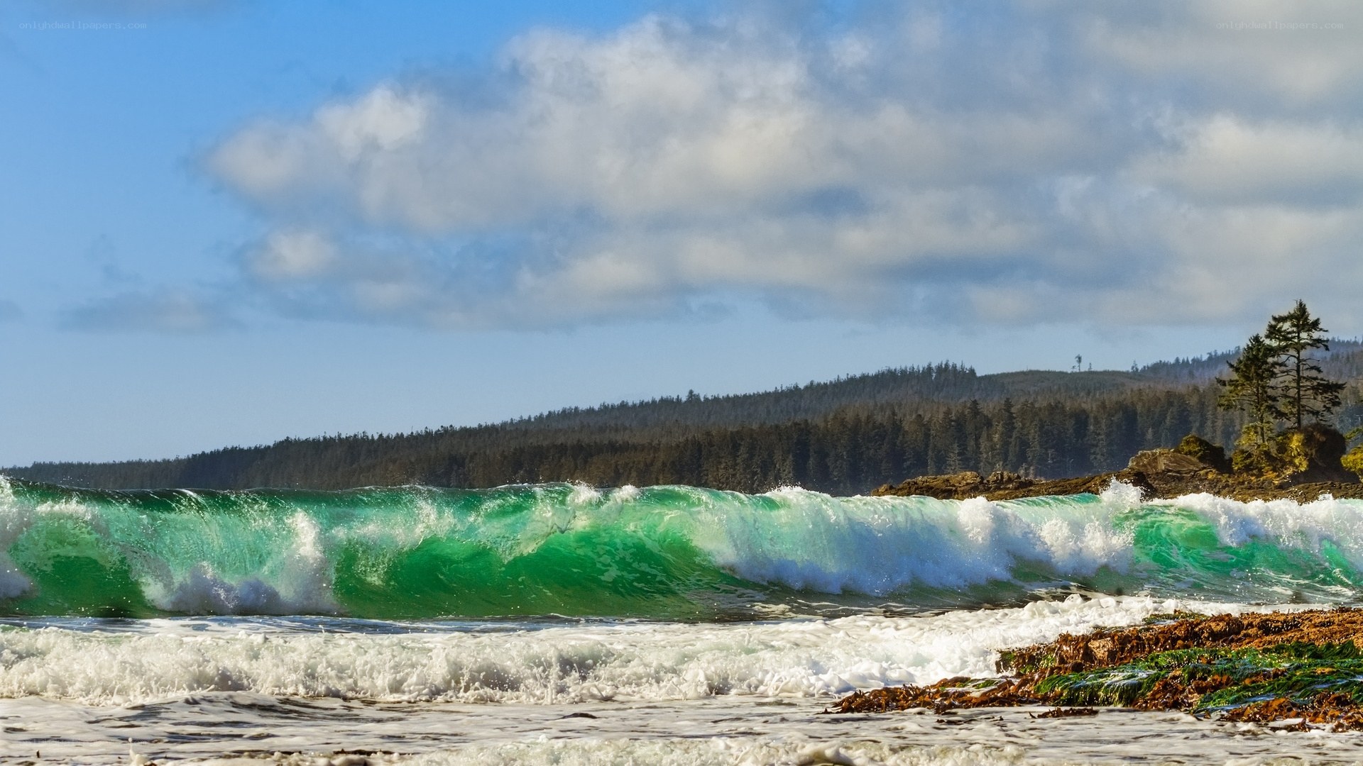 Green wave at coastal shore