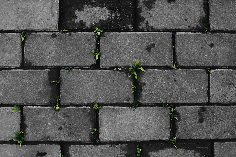 Green Weeds in Bricks