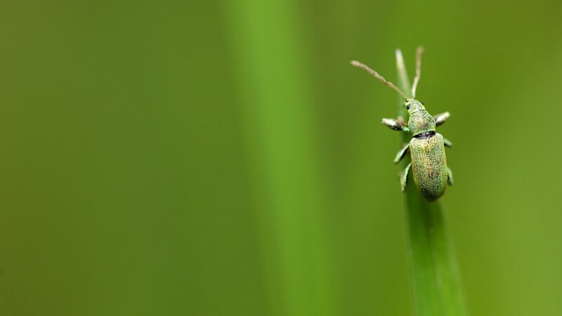 green weevil on a blade of grass