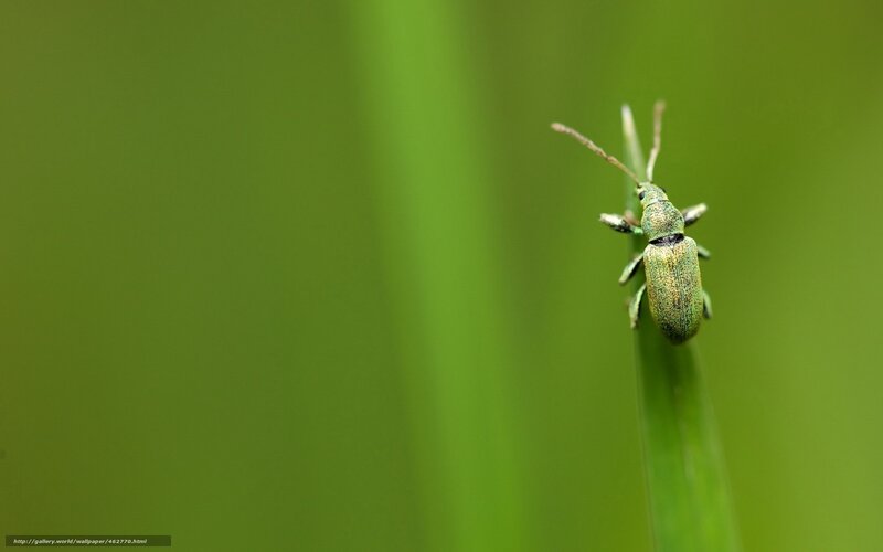 green weevil on a blade of grass