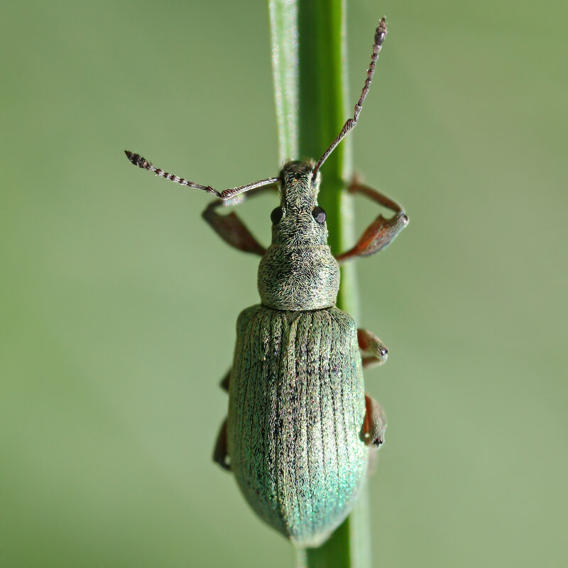 green weevil on a plant stem