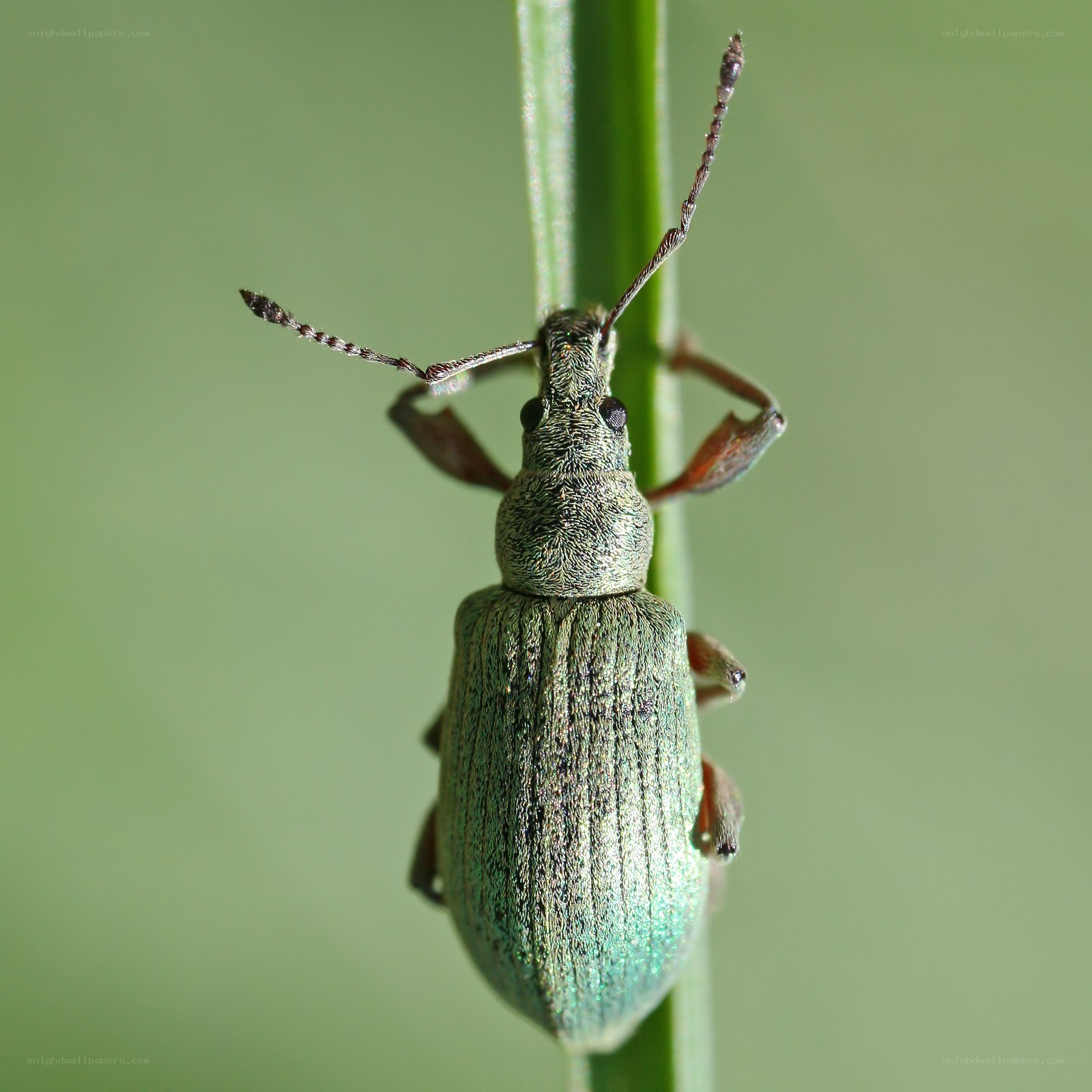 green weevil on a plant stem