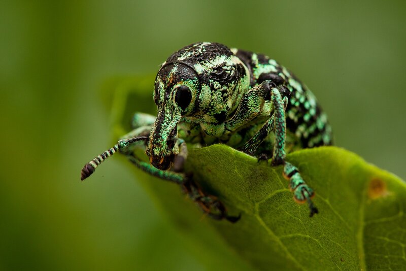 Green Weevil on Leaf — Natural, Photograph