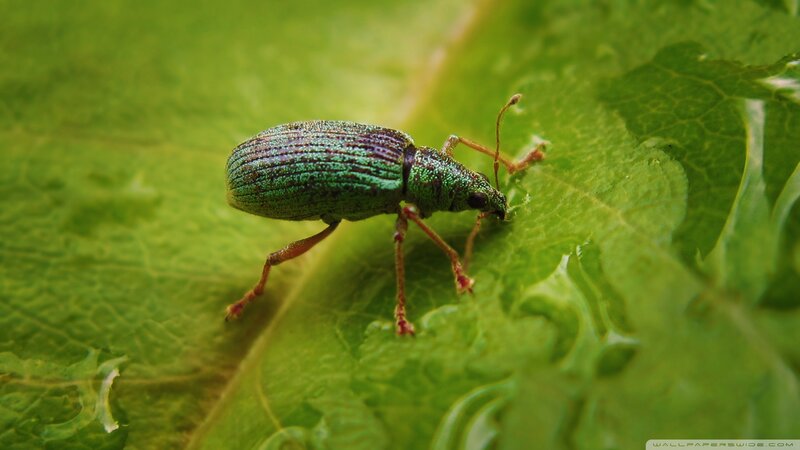 Green Weevil on Leaf