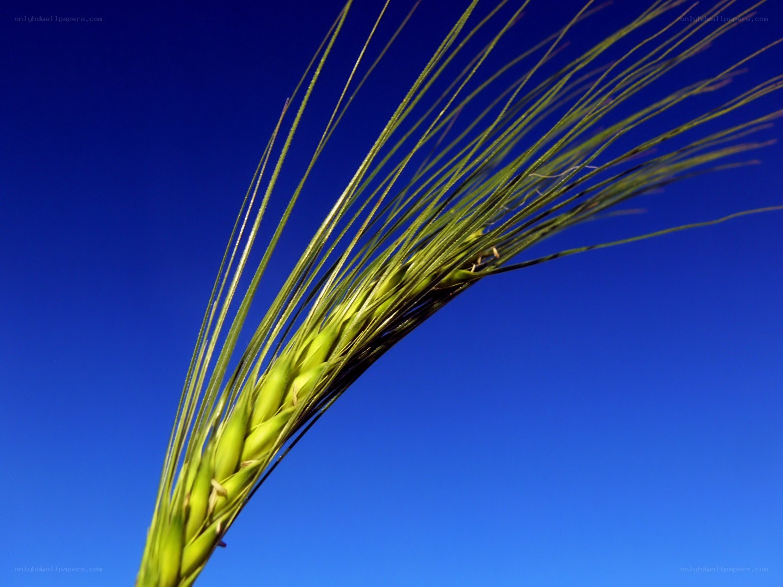 Green wheat ear against blue sky