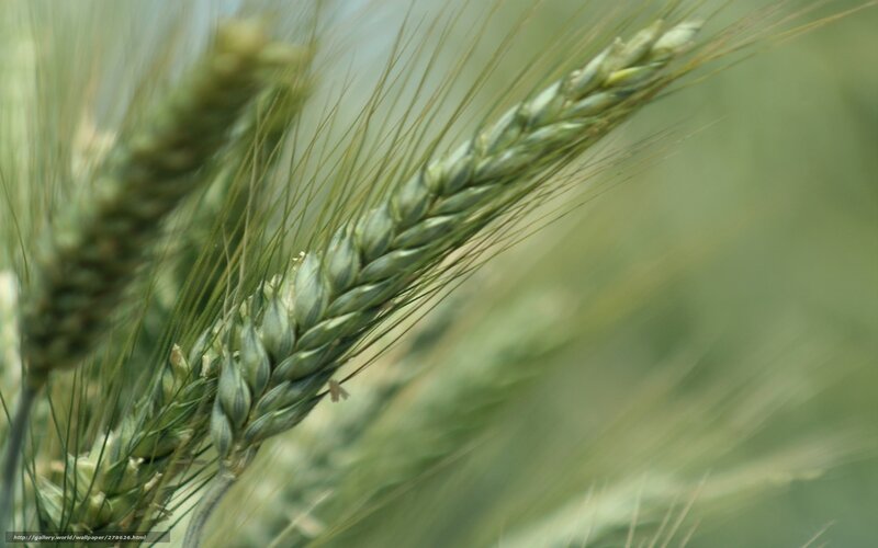 Green Wheat Ear — Calm, Summer