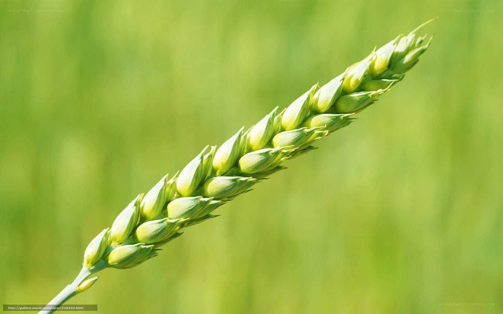Green wheat ear in field